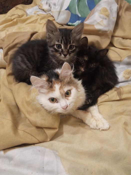 В добрые руки отдам домашних красивых котят