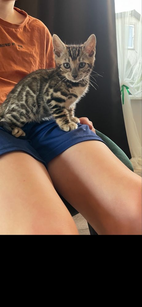 Bengal Kocurek Bengalski