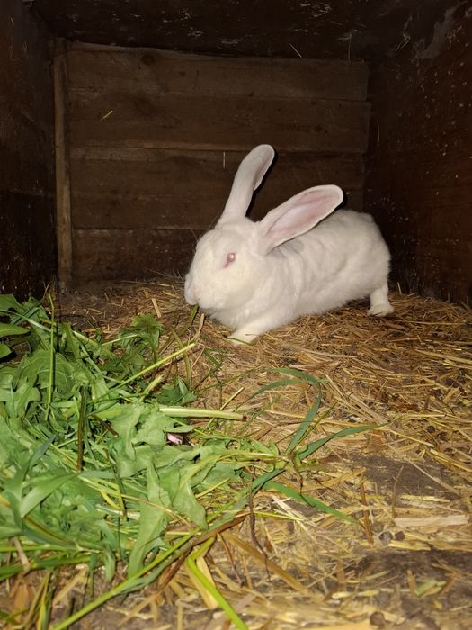 Krolik samiec termondzki