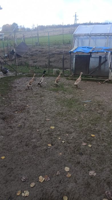 Kaczki biegusy z czerwca, lipca