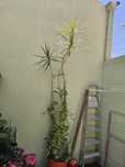 Dracaena marginata (planta natural)