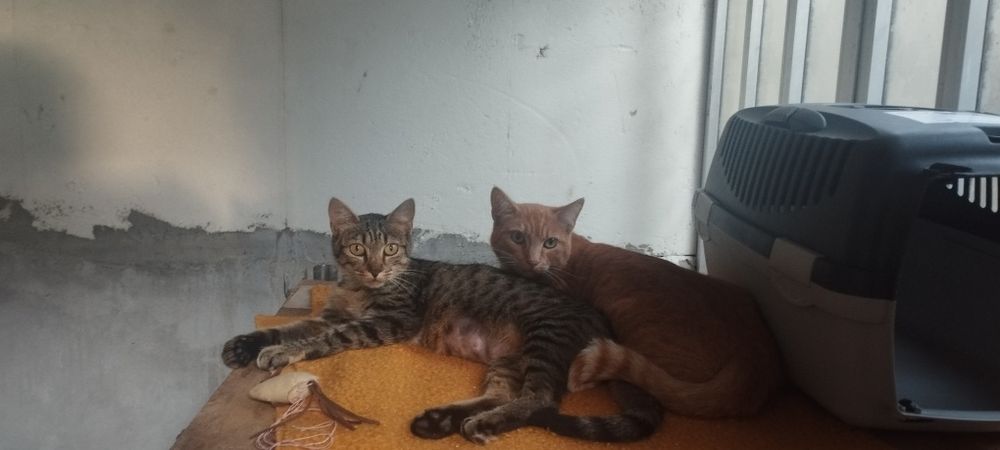 Gatos para adopção responsável