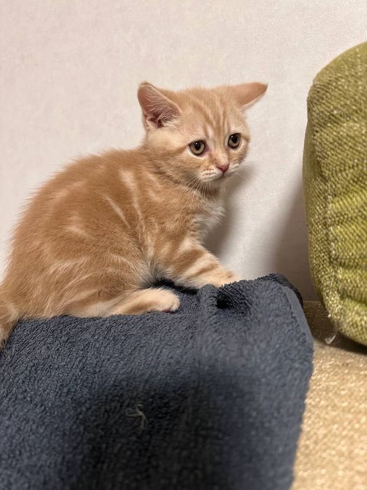 Шотландський прямовухий. Котик