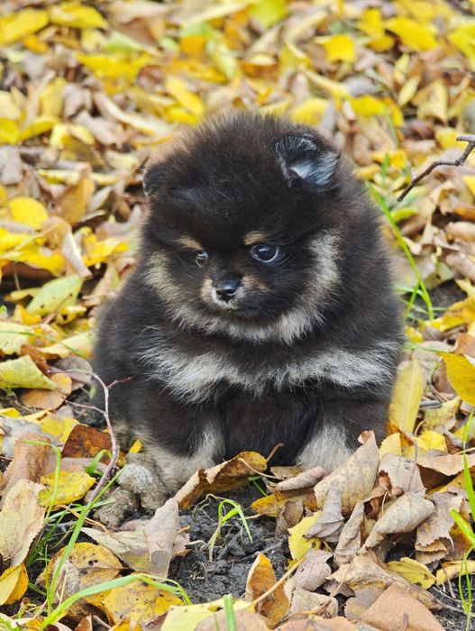 Шикарный мальчик померанский шпиц