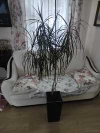 Dracena z doniczką