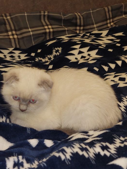 Красивая Девочка Скоттиш фолд!
