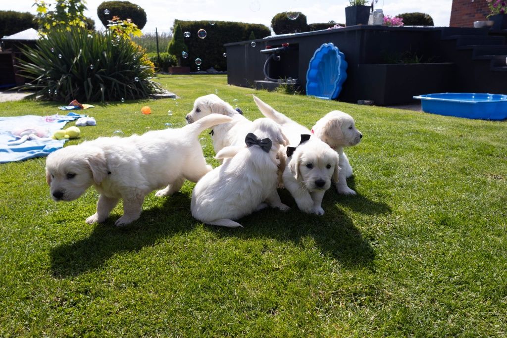 Golden retriever szczeniak zkwp fci śląskie