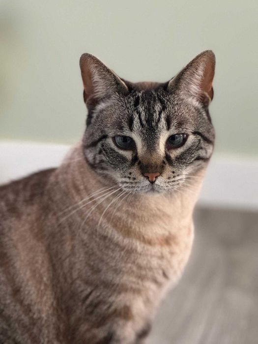 Gato para adoção consciente