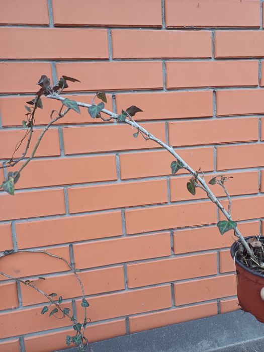 Обмін плющ вічнозелений