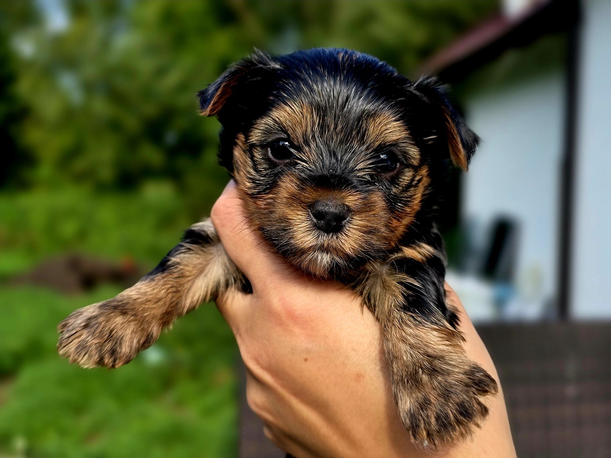 Yorkshire Terrier szczeniak piesek wyprawka, metryka nie są mini