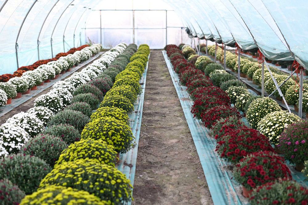 Chryzantemy wielkokwiatowe i drobnokwiatowe