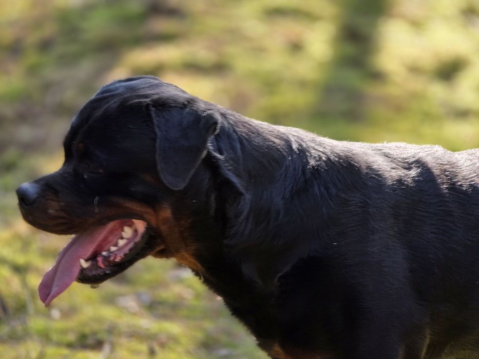 Rottweiler za darmo