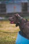 Uzi - piękny  amstaff szuka domu