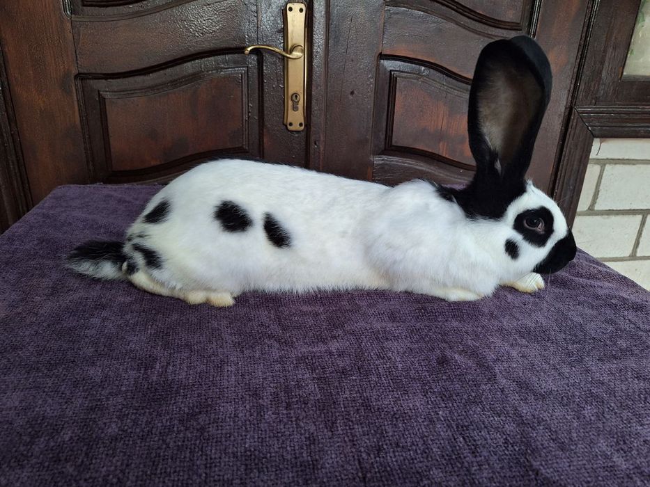 Кролі. Строкач. Кролики