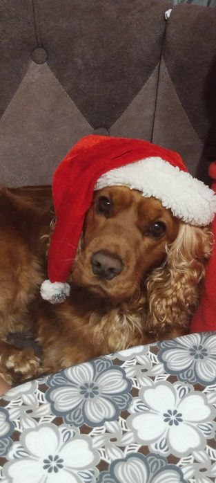 В'язка Англійський Кокер спанієль