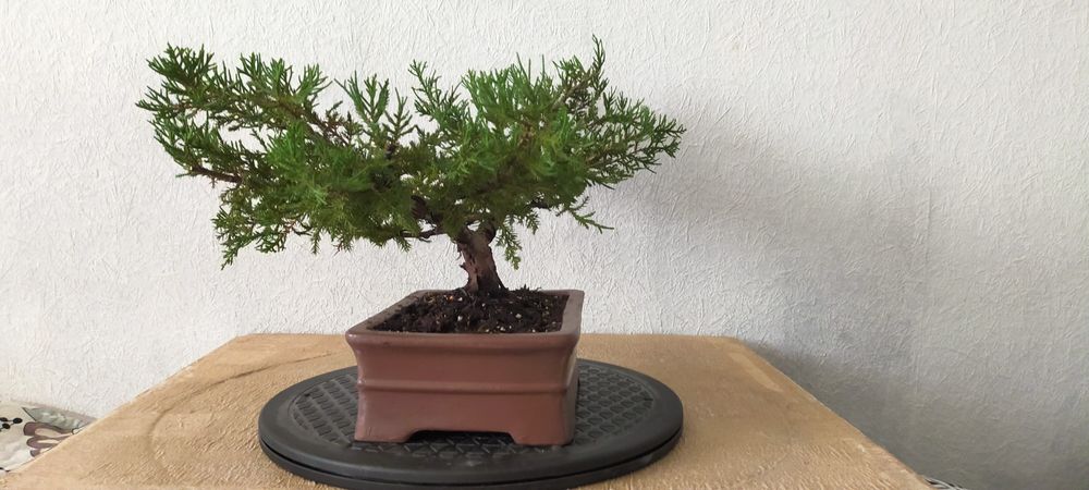 Підрощений бонсай