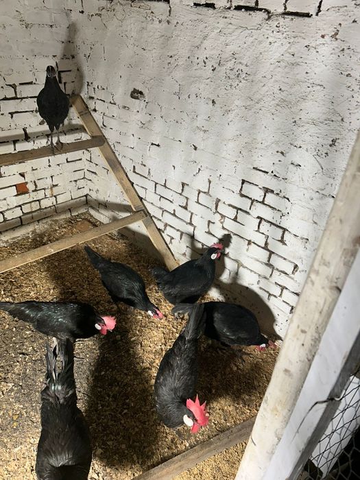 Miniory jaja lęgowe