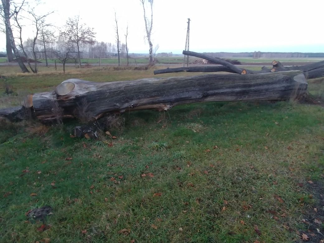 Dąb, kłody sprzedam