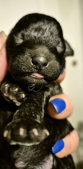 Pudel miniaturowy/toy sunia