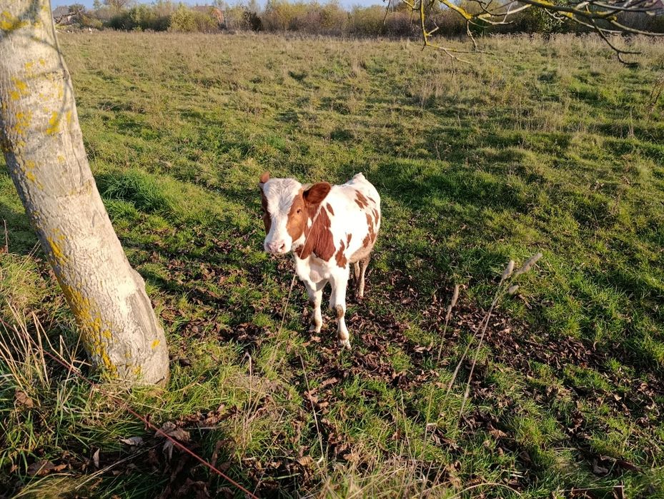 Бичок телятко теля