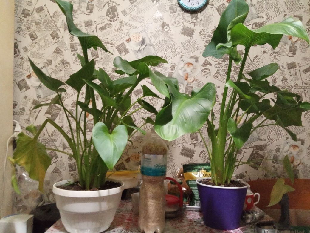 Квітка Калла, кімнатна,
