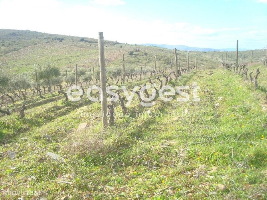 Excelente terreno agrícola em Vila nova de Foz Côa