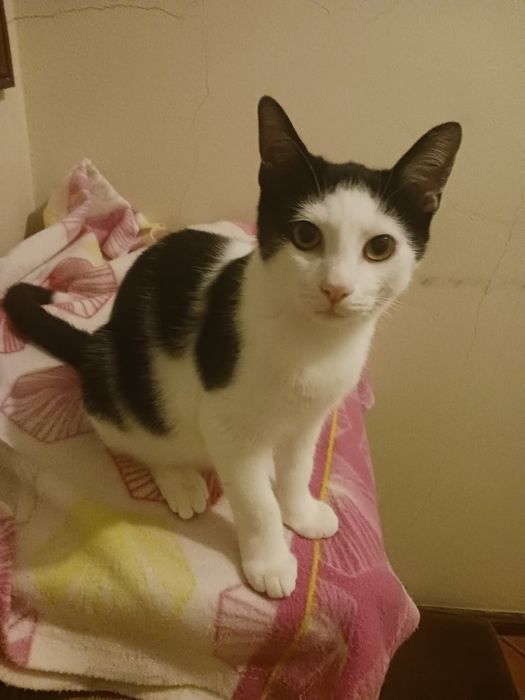 Timor- gato jovem (5 meses para adoção)