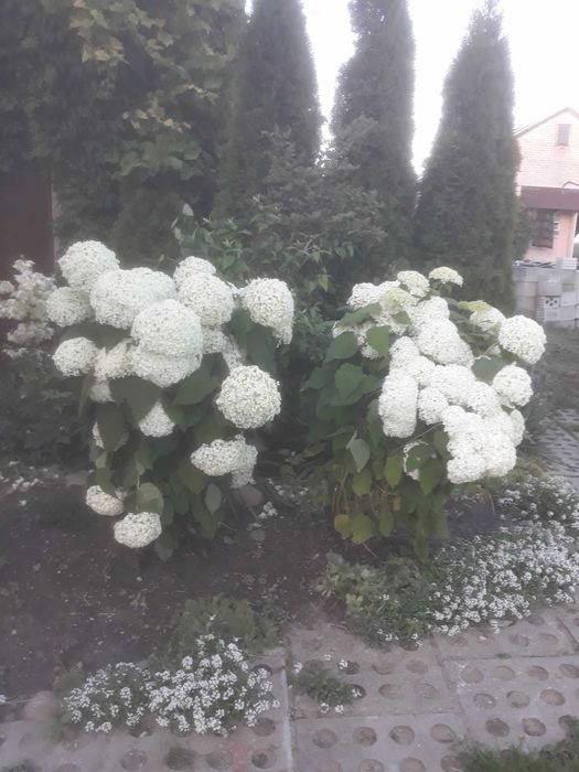 Hortensja Anabell biała