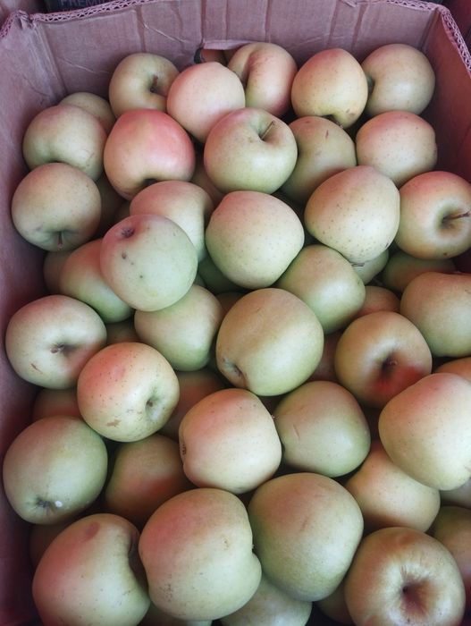 Продам яблука різних сортів
