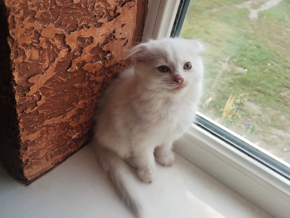 Кошеня 2 місяця вислоуха біла