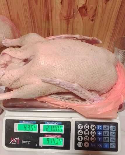 Гуси, м'ясо, качки