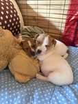 Szczeniak piesek ‚jak’ Jack Russell