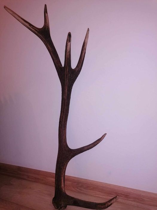 Poroże w super cenie