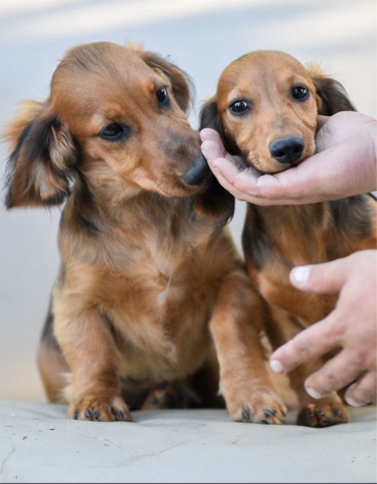 Редкие длинношерстные таксочки