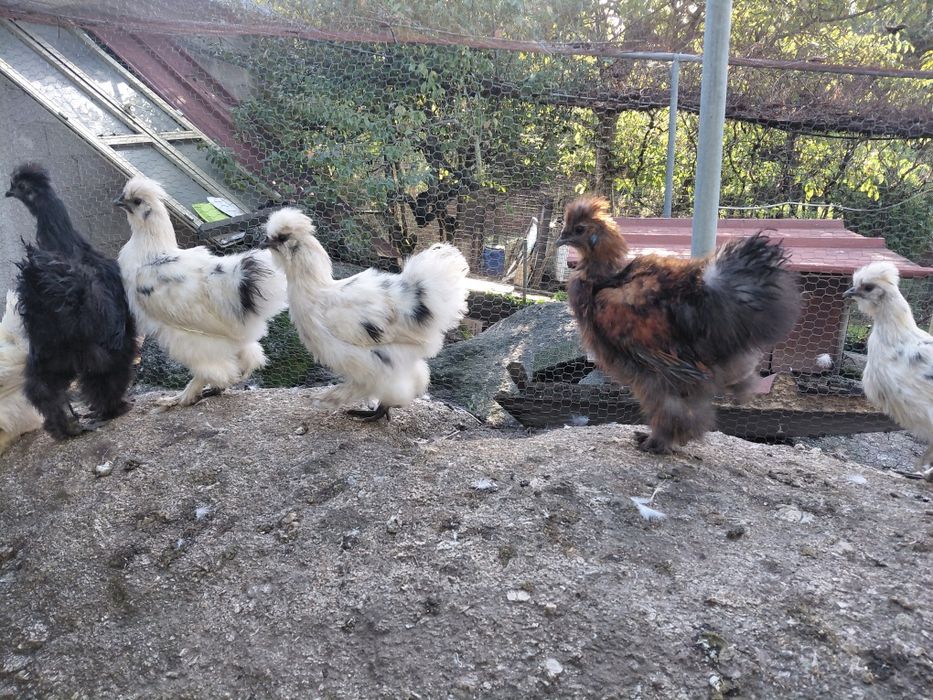 Lote Sedosas do Japão