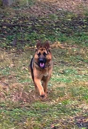 Щенки нем овчарки.Подростки и малыши.