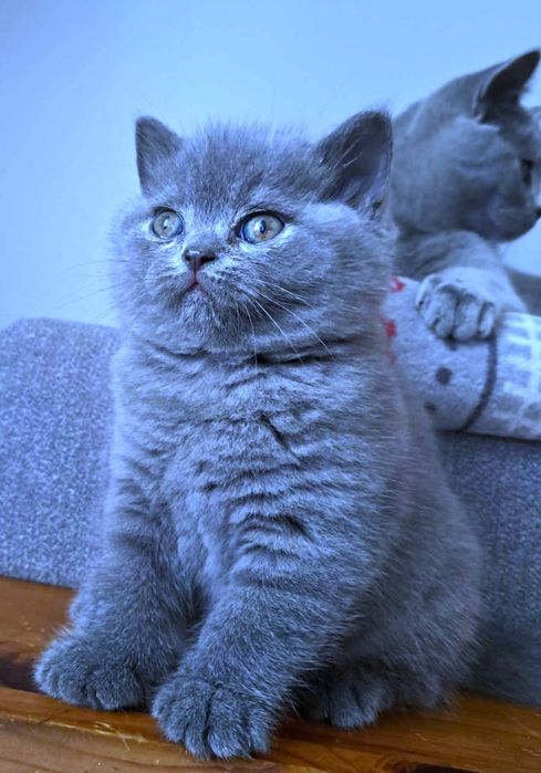 Kotka Brytyjska niebieska, Rodowodów 5 pokoleniowy.