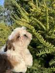 Sprzedam szczenię rasy Shih tzu