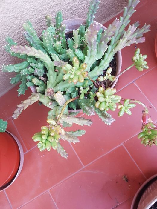 Plantas em vaso, algumas são suculentas