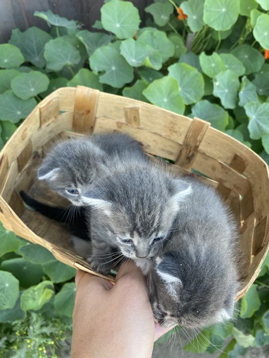 Висловухі кошенята шукають родину