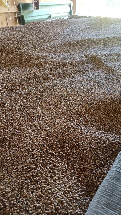 Pszenica ozima zbiór 2025