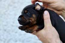 Doberman FCI/ ZKwP