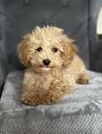 Piesek rasy Maltipoo
