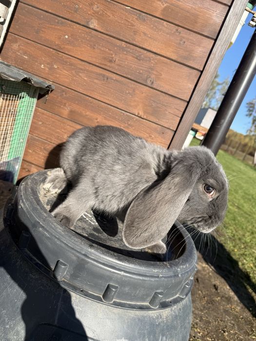 Królik Baran francuski FBN niebieski