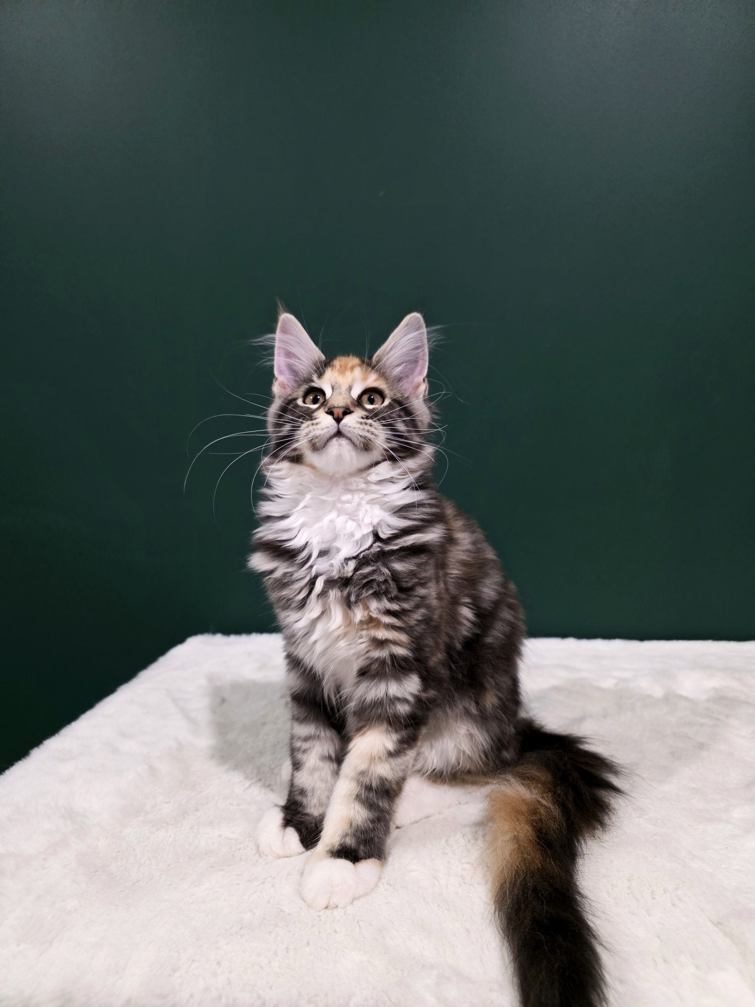 Aurelia duża kotka Maine Coon rodowód FPL