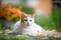 Котик  Гарфиод породы манчкин лонг