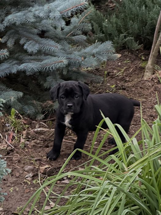 продаю собачок кане корсо