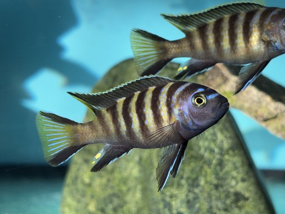 Metriaclima sp ‚chailosi’ Chailosi Island , Malawian pyszczaki