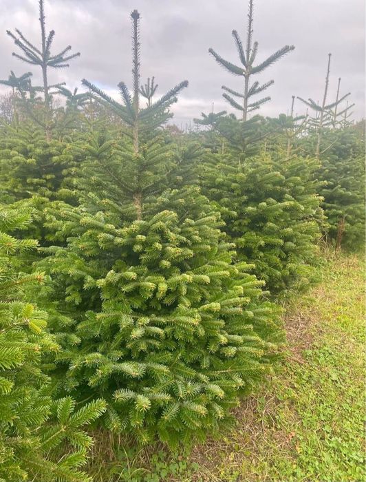 Jodła Kaukaska * 170/220cm * I Gatunek * Nowa dostawa