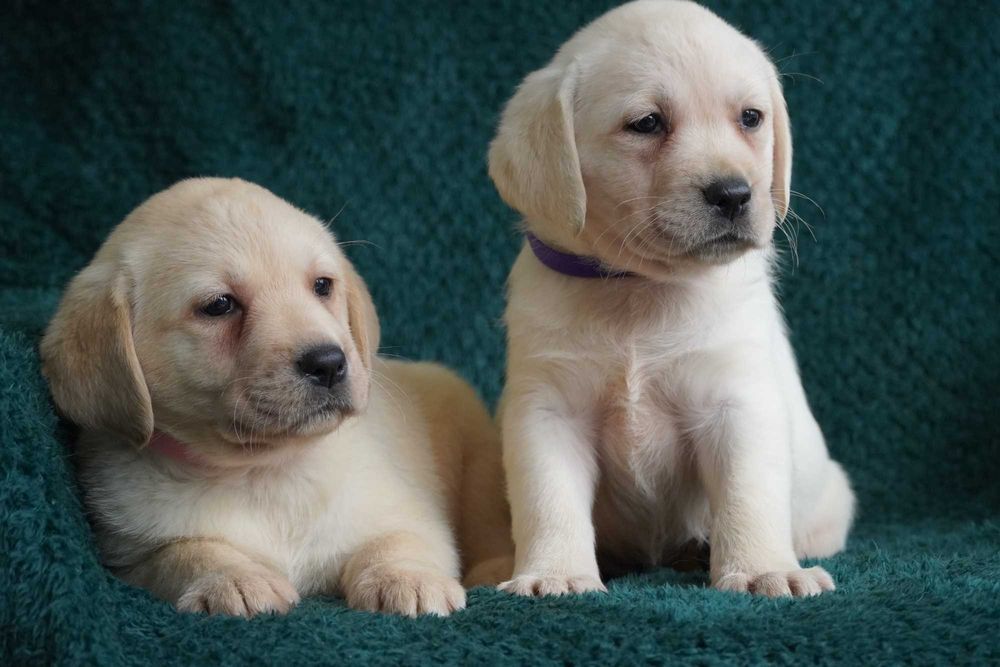 Labrador Retriever biszkoptowa żółta biała SUNIA ZKwP FCI rodowodowa